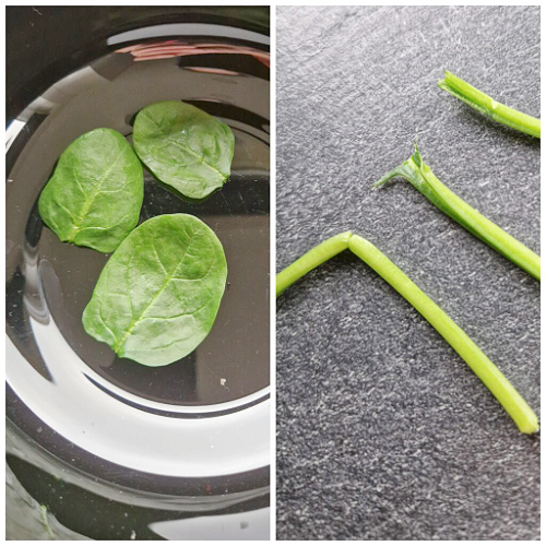 Kolaż dwóch zdjęć pokazujących przygotowanie szpinaku: po lewej stronie listki szpinaku, po prawej oddzielone łodyżki